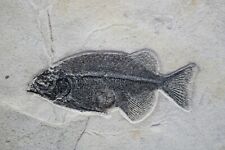 Nice Fossil Fish 6.3