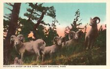 Vintage Postcard 1920's Mountain Sheep or Big Horn Banff National Park Canada picture