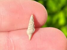 Texas Fossil Gastropods Unidentified Eocene Age Cook Mountain Formation Shell picture