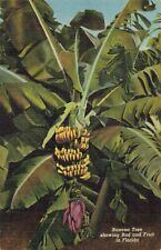Banana Tree Showing Bud & Fruit in Florida, Vintage Postcard picture