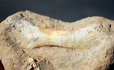 Mosasaur Paddle Bone in Matrix • 3.75
