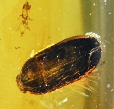 Detailed Coleoptera (Beetle), Fossil inclusion in Burmese Amber picture