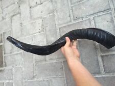 Yemenite Kudu Horn Shofar 20''-24'' New KOSHER Made in Jerusalem *  picture