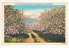 Postcard: Apple Orchard in Bloom in the Shenandoah Valley of Virginia picture