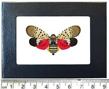 Lycorma delicatula red pink spotted lanternfly USA framed picture