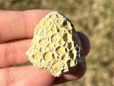Alabama Fossil Coral Tectamichelinia Pride Mountain Formation Mississippian Age picture