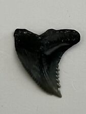FOSSILIZED 1 INCH UPPER HEMIPRISTIS SHARK TOOTH FROM VENICE FLORIDA. picture