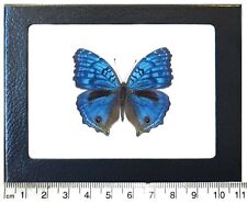 Precis rhadama blue buckeye male butterfly Africa framed picture
