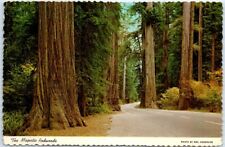 Postcard - The Majestic Redwoods picture