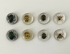 Real Insects in Resin - 8 Pcs - Spider, Beetle, Bugs, Taxidermy, Weird Gifts picture