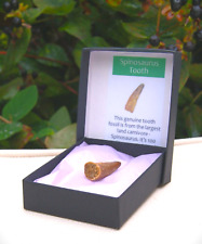 100% Genuine Spinosaurus Tooth Fossil Morocco Display Box 25mm picture