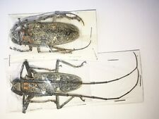 Cerambycidae Batocera humeridens A1 PAIR 55mm from TIMOR - #0368B picture