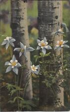 Colorado Columbines Postcard Nature Flowers Travel Curt Teich Linen Posted 1950 picture