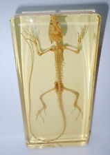 Oriental Garden Lizard Skeleton in Amber Clear Block Education Animal Specimen picture