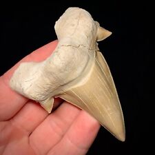 Otodus obliquus Moroccan Shark Tooth 3.03