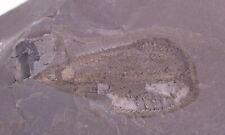 Fossil Graptolite Phyllograptus Ordovician Fillmore Formation Utah UT COA 5594 picture
