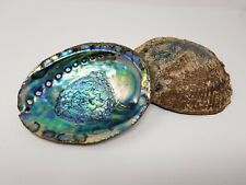 Extra Large XL Abalone Seashell 6-7