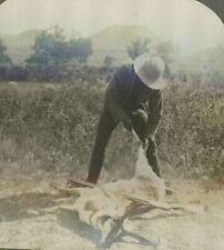 1920s HUNTER SKINNING A PRONG HORN BUCK LEVER ACTION RIFLE STEREOVIEW 20-39 picture
