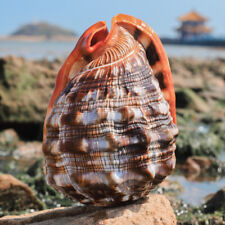 Natural Bull's Mouth Helmet Conch Shell Sea Snail Coral Fish Tank Decor Ornament picture