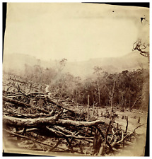 Ceylon, Maturata, Deforestation for Coffee Plantation Vintage Print.   picture