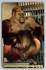 Bushman Gorilla Is Awaiting You At Lincoln Park Zoo Chicago Linen Postcard picture