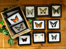 Framed Butterflies Spread Specimens in Riker Mount Frames picture