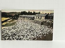 Postcard Los Angeles Pigeon Farm Elysian Park California CA c1912 A58 picture