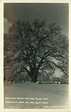 Mammoth Hooker Oak near Chico RPPC Real Photo Eastmans Unused Postcard CA P788 picture