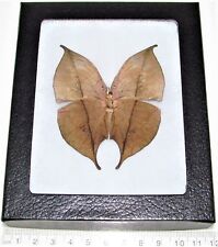 Kallima inachis verso REAL FRAMED BUTTERFLY LEAF MIMIC CHINA picture