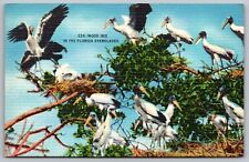 Florida Everglades Wood Ibis Scenic Wetlands Wildlife Linen WOB Postcard picture