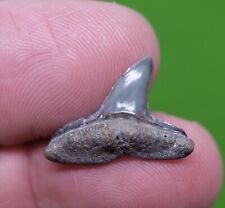 FOSSIL LEMON SHARK  Tooth - CURVED TIP  PATHOLOGICAL  - VENICE BEACH, FLORIDA picture