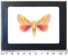 	Sphingicampa montana pink male saturn moth Arizona USA framed picture