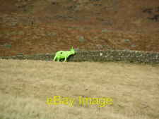 Photo 6x4 Green Coo Colmeallie Definitely genetically modified Esc c2008 picture