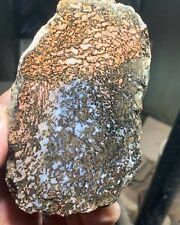 Agatized Utah Dinosaur gem bone **hxtled end cut. picture