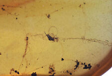 Rare large cobweb spider webbing, Fossil inclusion in Burmese Amber picture