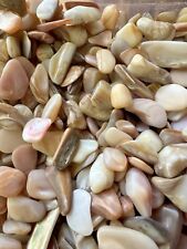 1/4LB Mother of Pearl MOP Shells 1/4”-1” White Cream Reiki Healing Seashells picture