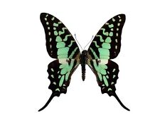 Graphium antheus ONE REAL BUTTERFLY BLUE GREEN SWALLOWTAIL WINGS CLOSED AFRICA picture
