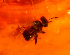 EXTINCT Bee with Carpenter Ant Large Moth 10 Flies in Dominican Amber Fossil picture
