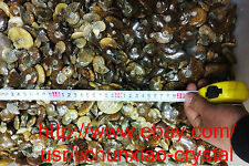 4.4lb （2kg）wholesale Natural Ammonite Shell Fossil Specimen Madagascar picture