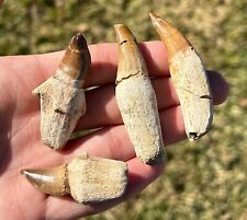 ROOTED Mosasaur Dinosaur Teeth LOT OF 4 Morocco Cretaceous Dinosaur Bone Root picture