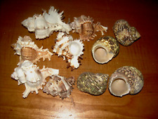 50 pc Sea Shells Turbo & Murex Shell Mix Hermit Crab Homes 2