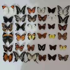 20pcs（Butterfly species with no duplicates）​natural Real Butterflies Specimen picture