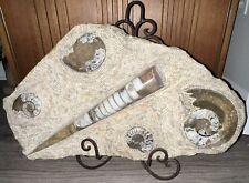 AMMONITE & ORTHOCERAS FOSSILIZED CEPHALOPOD POLISHED In PLATE 22lbs, 4oz W/Stand picture