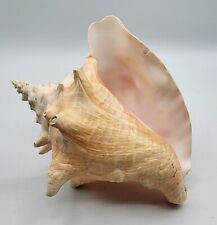 Lg Natural Queen Hawkwing Conch 8.5