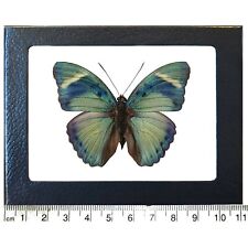 Euphaedra eberti blue green butterfly Africa Framed picture