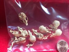 Real Mouse Skulls Lot Taxidermy bone science study biology craft picture