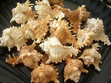 6X Sea Shells Murex Hermit Crab Craft Decor 6 PIECE LOT 2