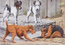 DOG WELSH TERRIER Getting Into Trouble 85+ Yr Old Print picture