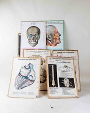 Vintage USSR 7 Pieces Anatomical Large Posters Cardboard Educational Medical  picture