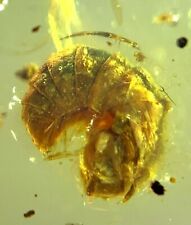 Fossil Burmese burmite Cretaceous unknown globular insect fossil amber Myanmar picture